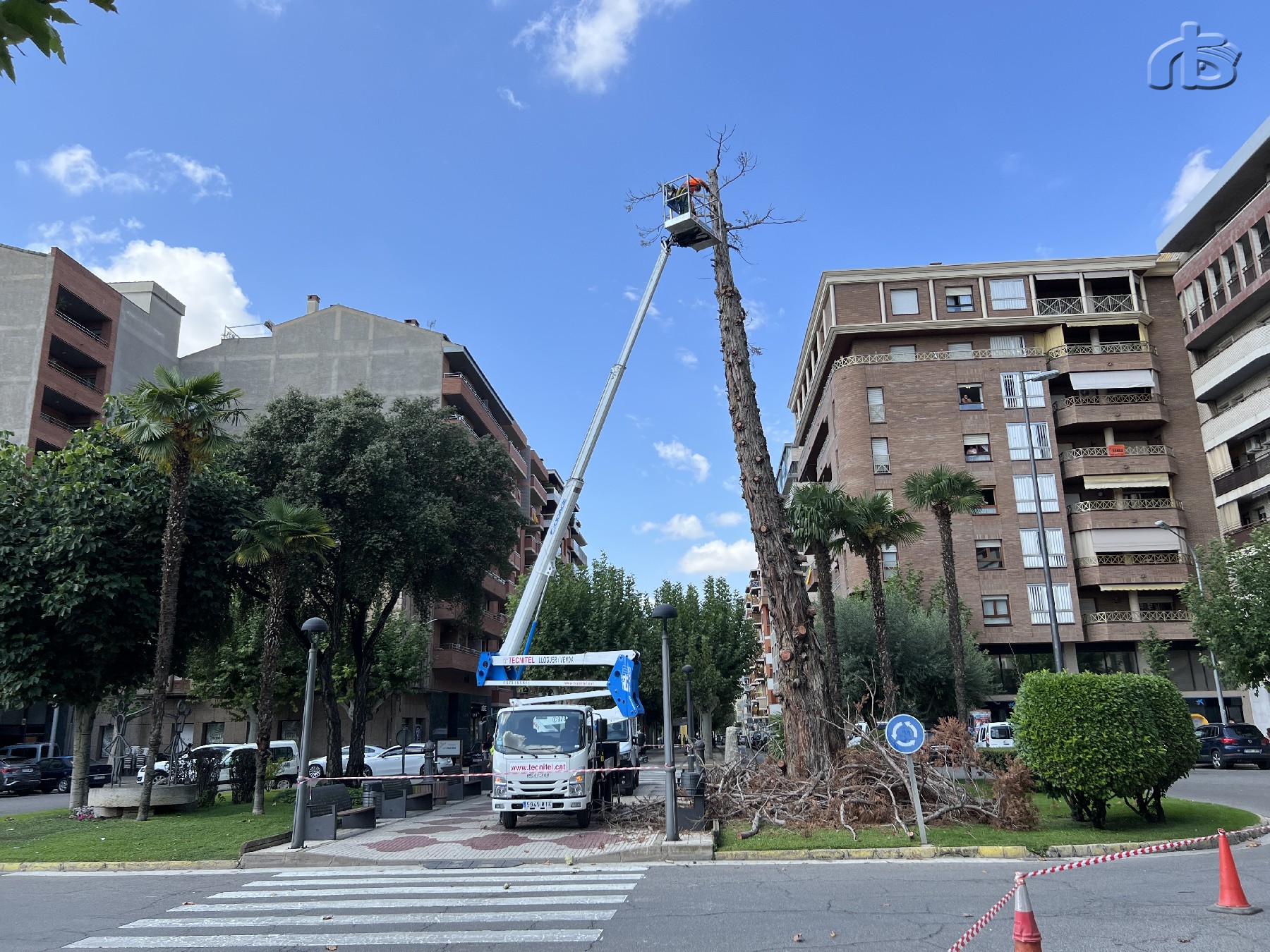 Tallada de l'arbre