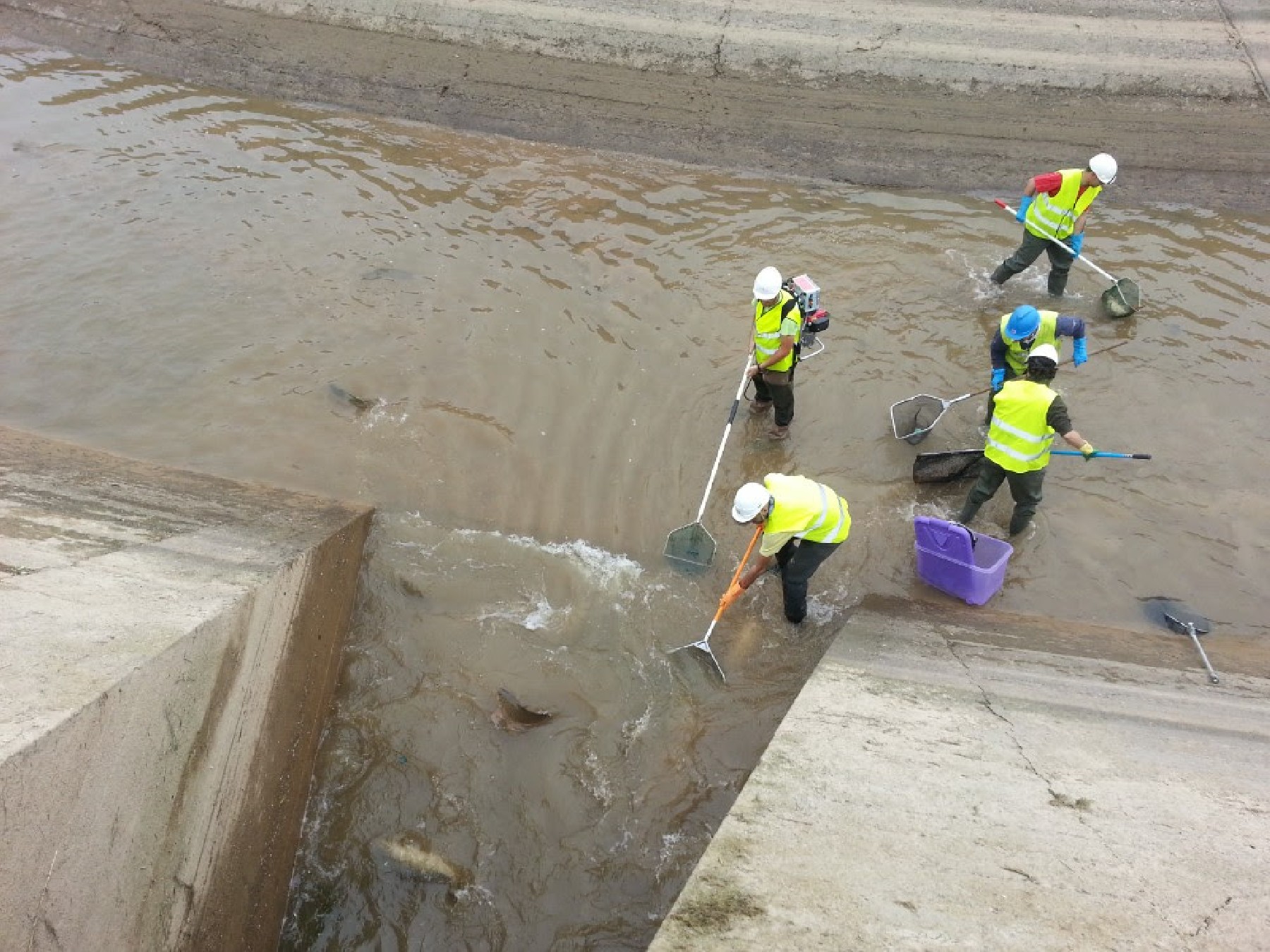 El buidatge de les quatre infraestructures hdriques inclou el rescat de peixos, salvaguardant les espcies autctones