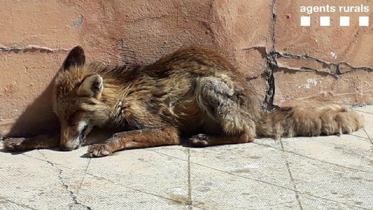 C248810C7971678E773Bab657D866A4Fguineubellcairedurgell