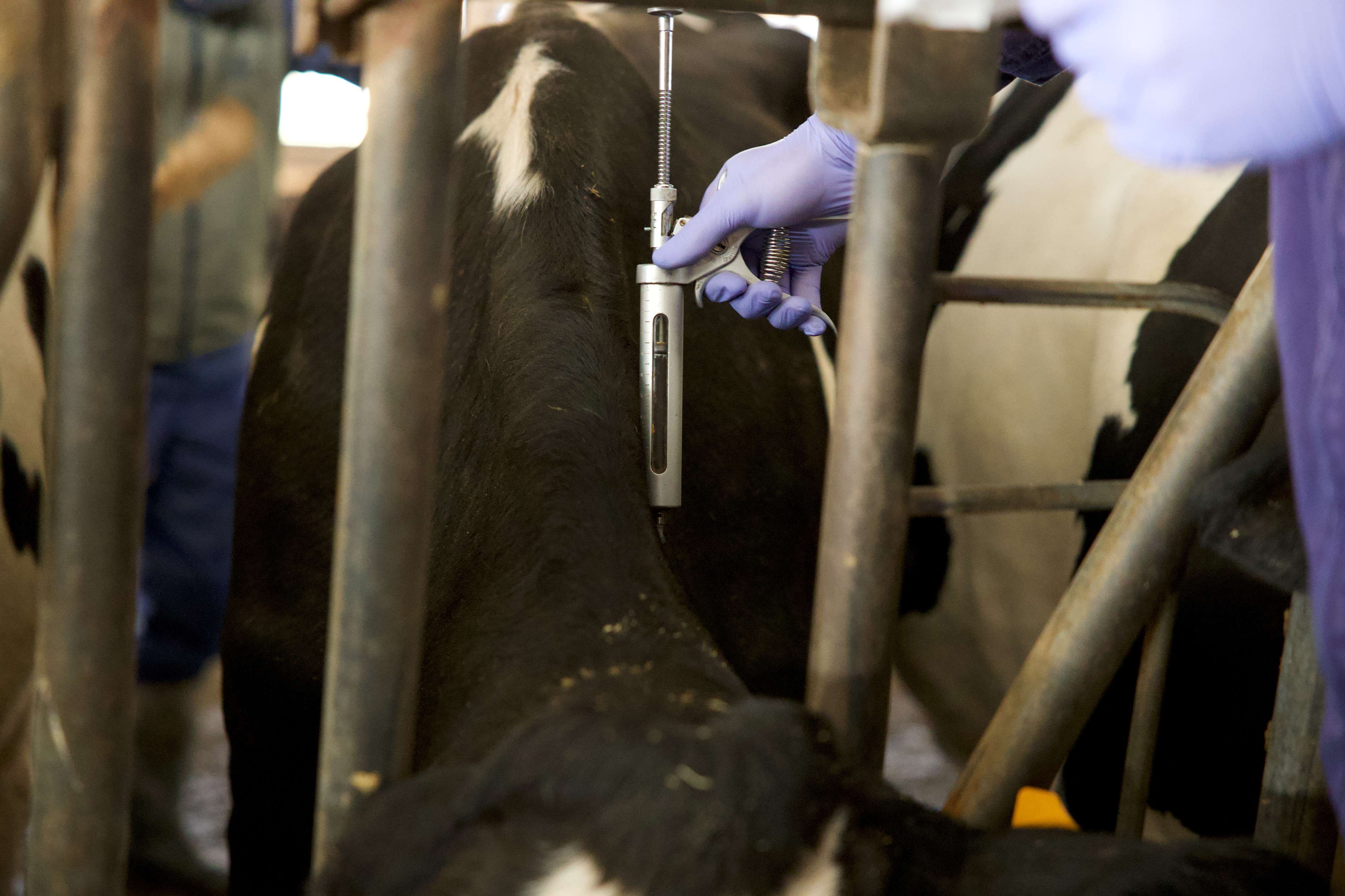 Veterinari vacunant - ACN