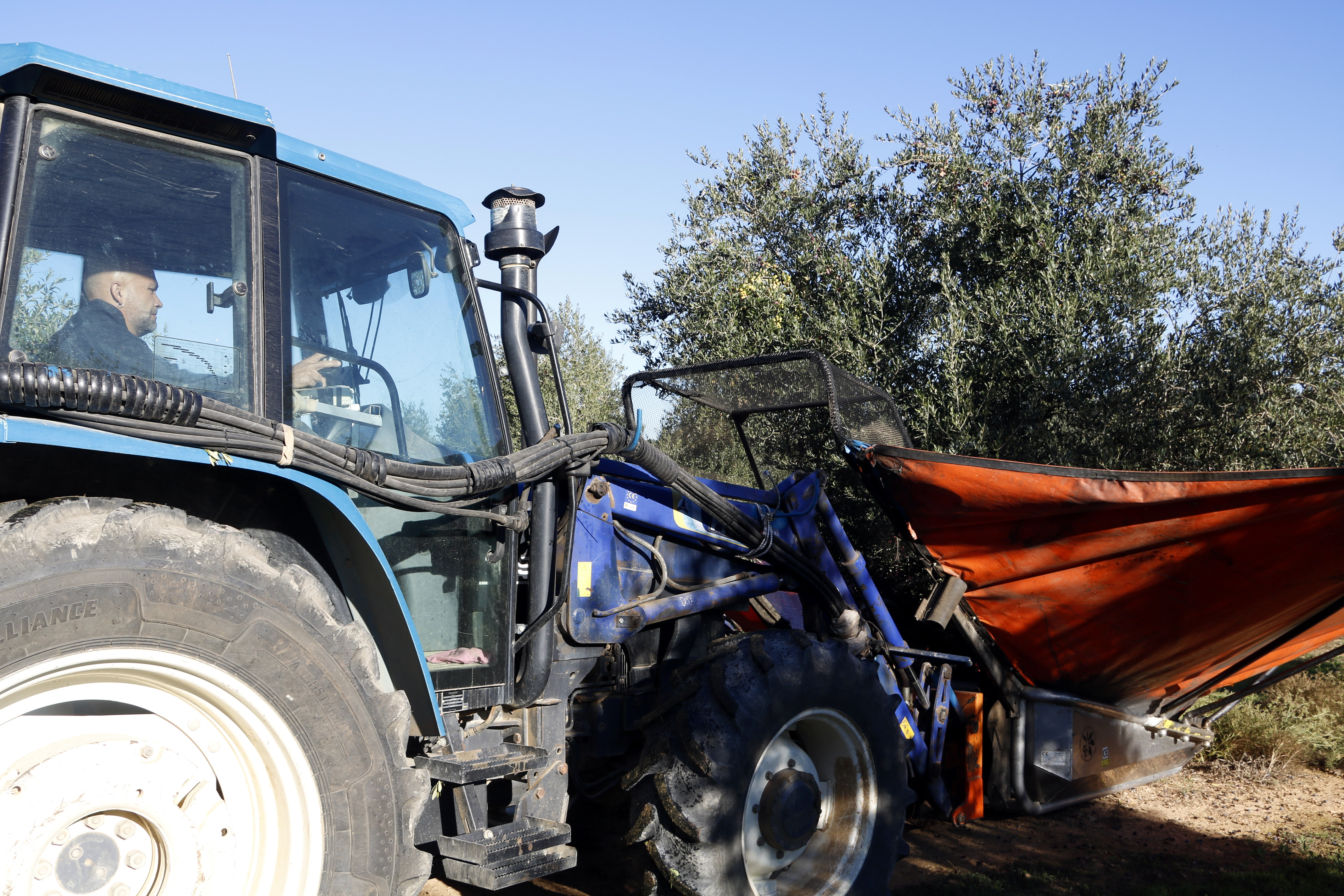 Pagès collint olives a Llardecans