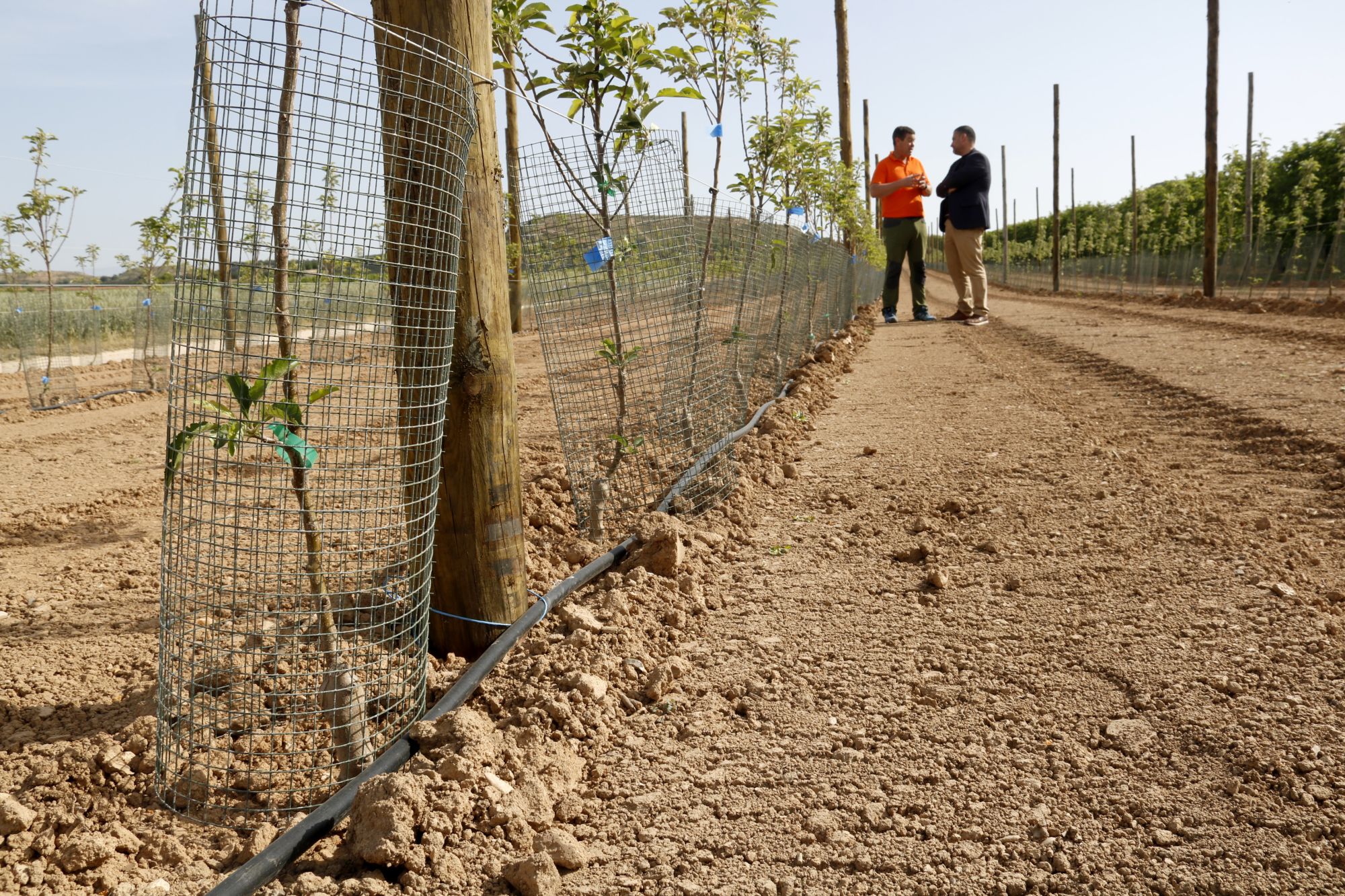 Protectors metàl·lics als fruiters per evitar els danys de conills en una finca de Miralcamp