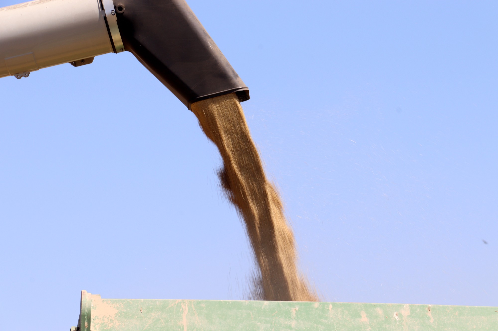 Cereal recol·lectat en una finca d'Alfés