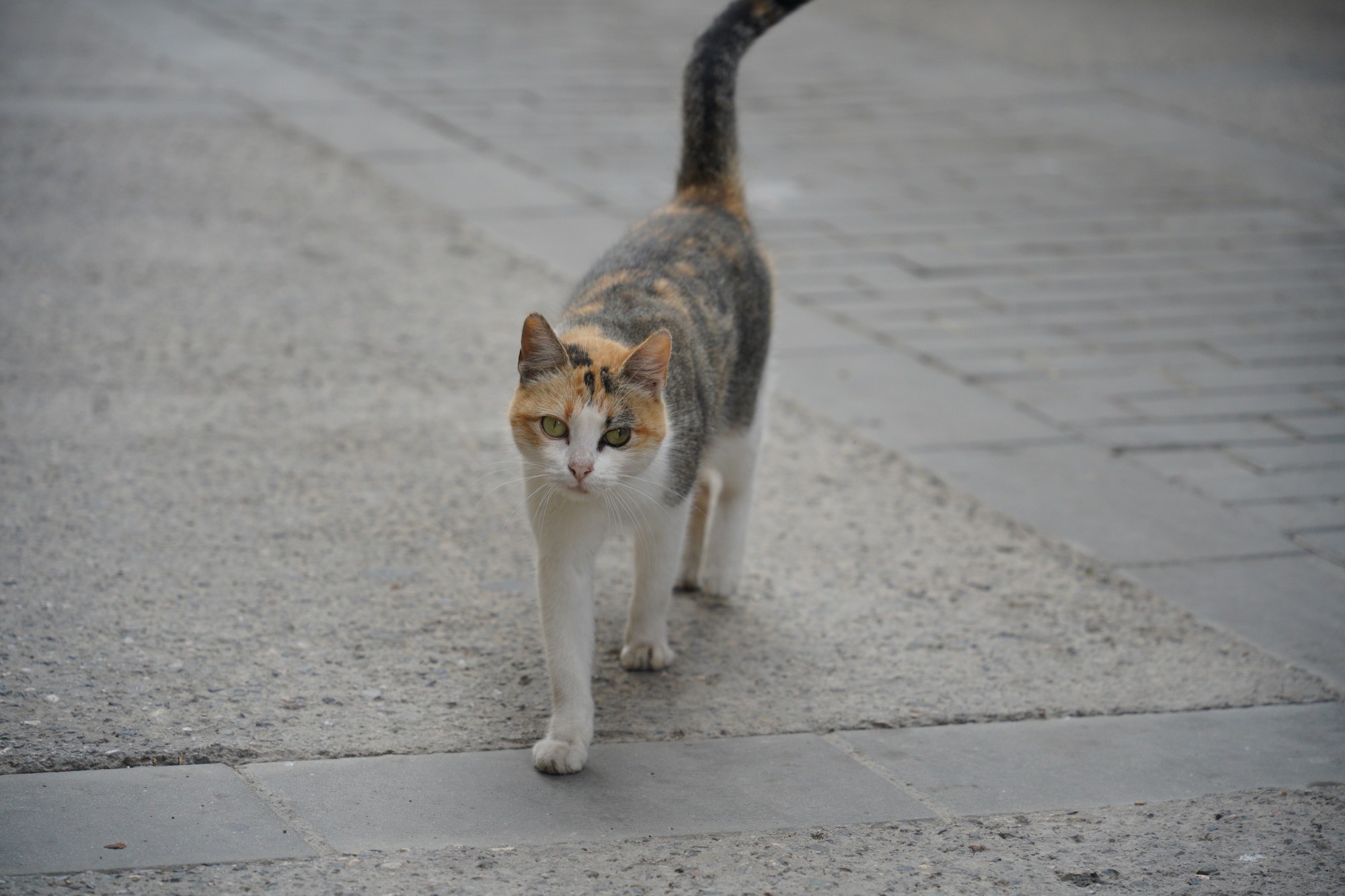 Gata