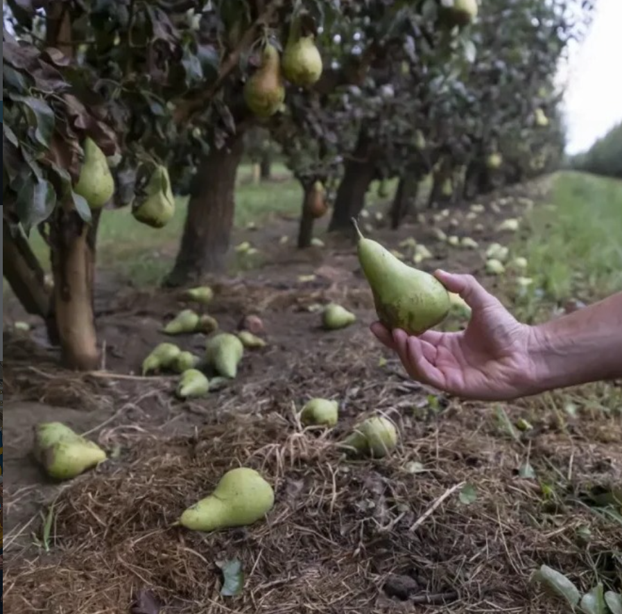 Peres caigudes a terra pel vent durant la tempesta  a Torrelameu. - JORDI ECHEVARRIA