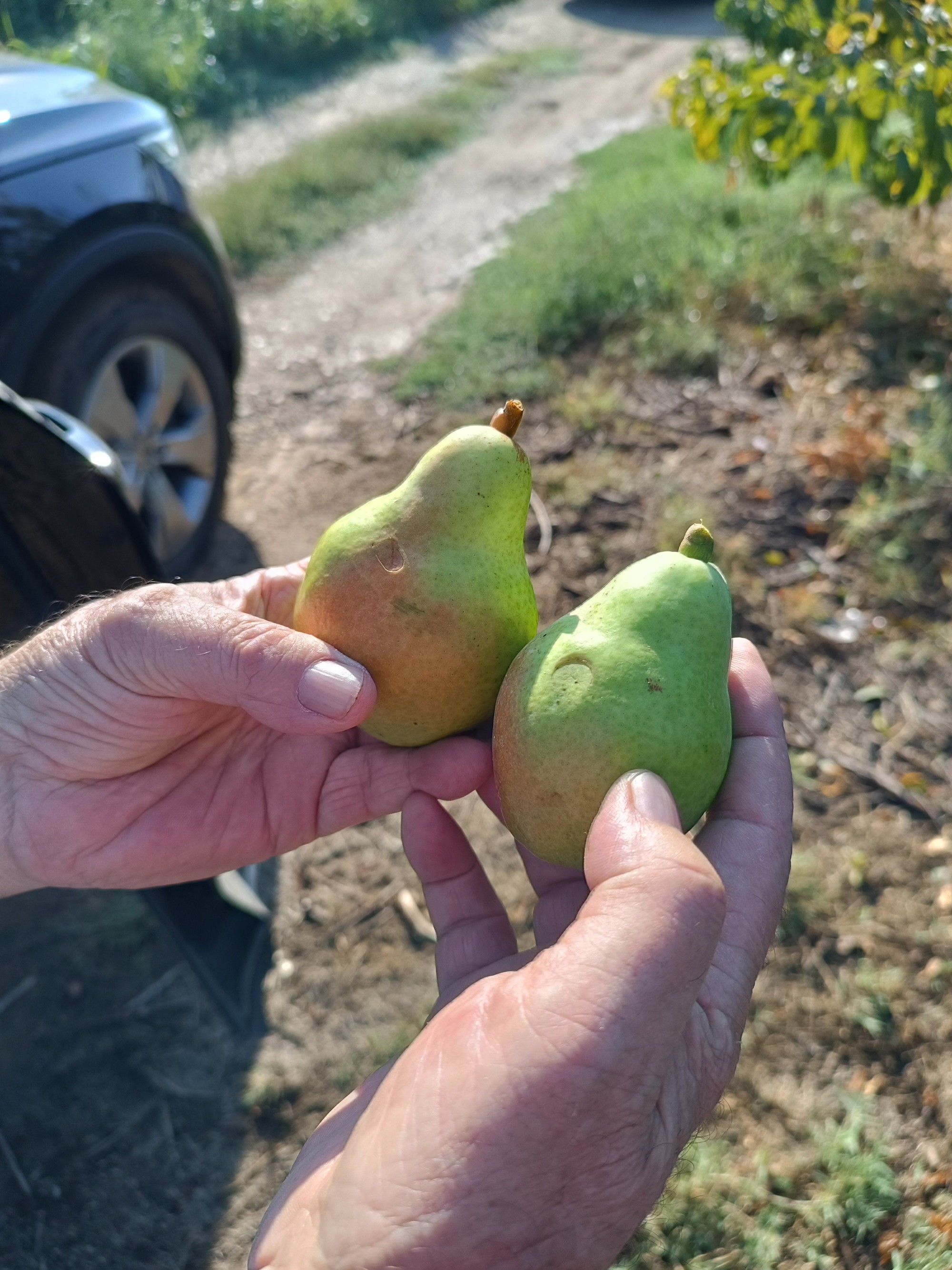 Peres afectades a Almacelles