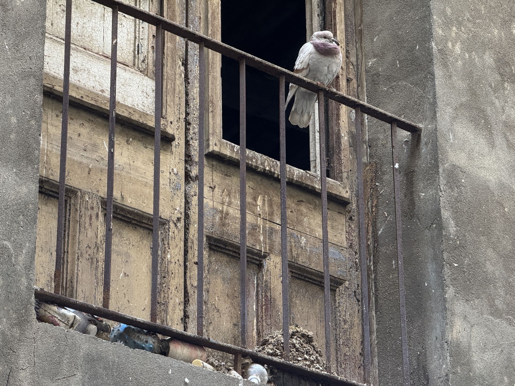 Colom en un balcó abandonat