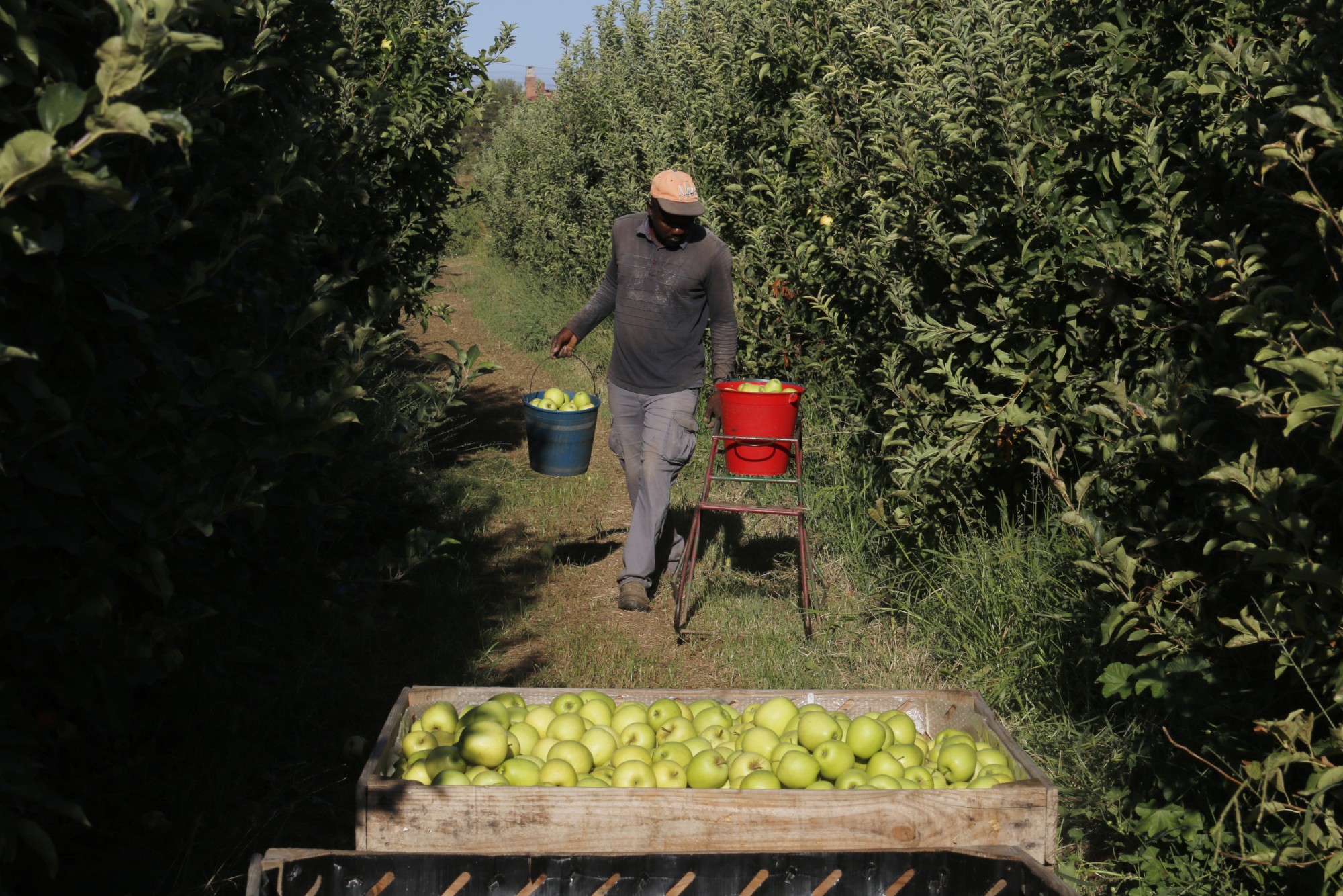 Treballador agrícola